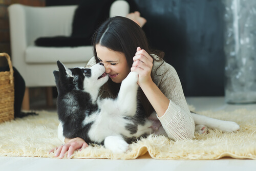Los perros entienden tus sentimientos Los perros entienden tus sentimientos