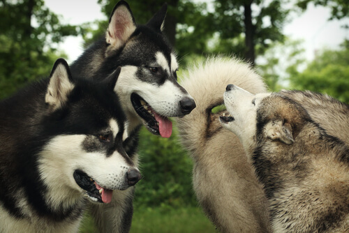 ¿Es verdad que los perros entienden cuando son familiares entre ellos? ¿Es verdad que los perros entienden cuando son familiares entre ellos?