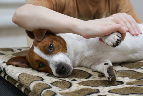 ¿Ya sabes cómo hacer un masaje a tu perro?