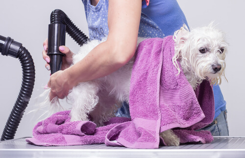Los riesgos de nudos en el pelaje de nuestras mascotas