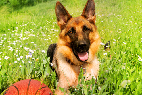 German Shepherd laying in the grass with a basketball