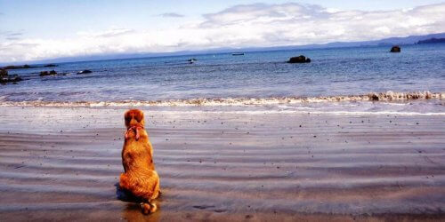 Guacharaca, la perrita escritora Guacharaca, la perrita escritora