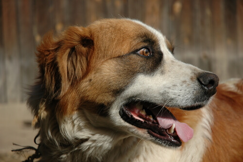 Qué hacer ante las arcadas de mi perro