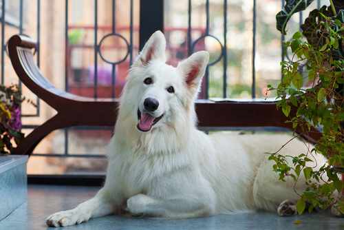 Qué precauciones tomar con tu mascota si tienes balcón en casa