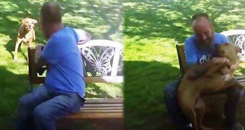 Un perro no reconoce su dueño después de que este perdió 20 kilos Un perro no reconoce su dueño después de que este perdió 20 kilos