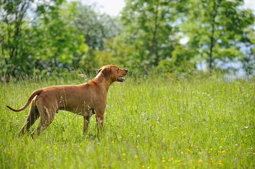 Un perro que no tiene miedo a los leones