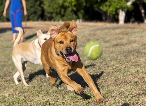 Dogs chasing a ball in the grass