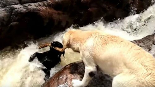 Perro salva a otro de ser ahogado en un río