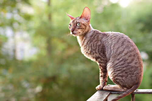  Cornish Rex cat sitting on the railing