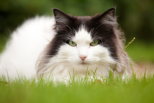 Un chat allongé sur l'herbe.
