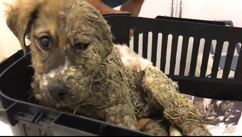 Pascal the puppy sitting in a basket