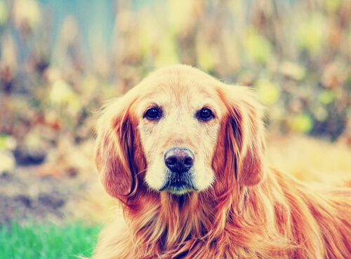 ¿Son útiles las redes sociales para mascotas?