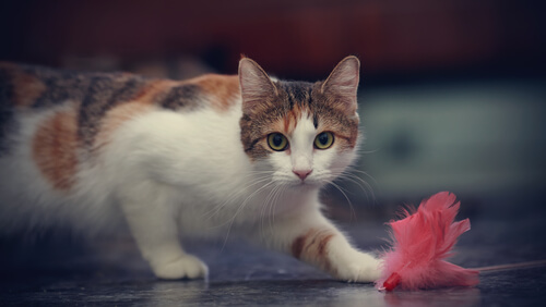 gato brincando com brinquedo de penas