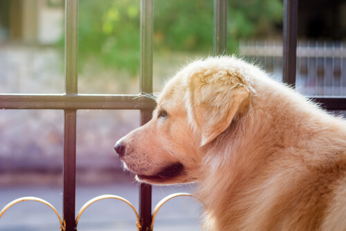 George Clooney dona 10.000 dólares para salvar perros George Clooney dona 10.000 dólares para salvar perros