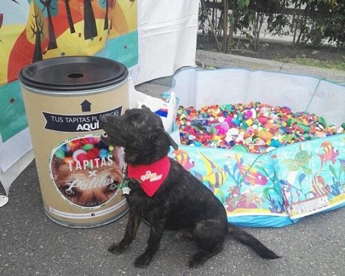 ¡Recicla y ayuda a los animales!