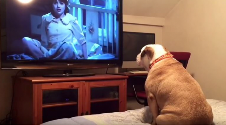 A este Bulldog inglés le encantan las películas de terror