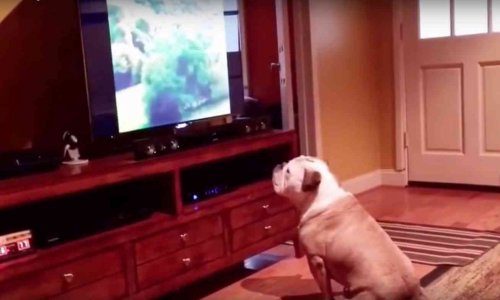 Perro viendo la television