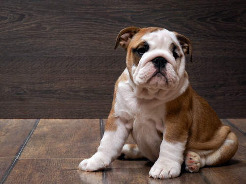 Bulldog ingles sentado