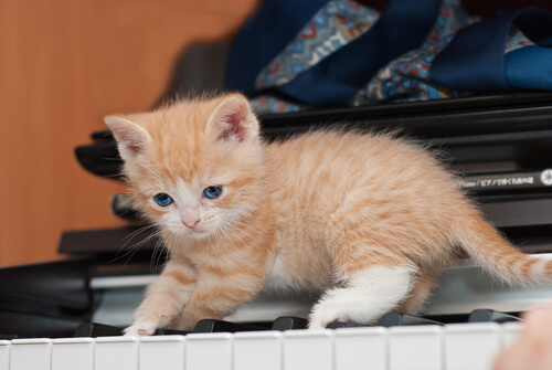 Las 5 mejores canciones sobre gatos
