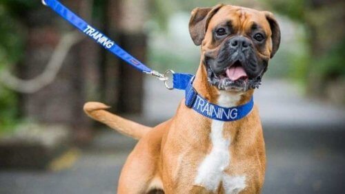 ¿Sabías que el color de collar puede avisar sobre el carácter de tu perro? ¿Sabías que el color de collar puede avisar sobre el carácter de tu perro?