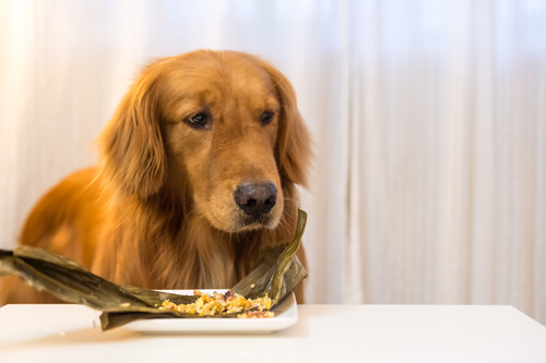 ¿Sabes que existe la comida congelada para perros?