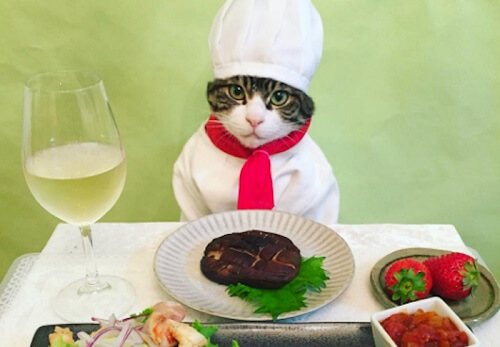 El gato Maro, las redes sociales, y su curioso Instagram