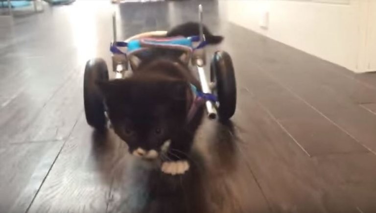 Conoce a Cassidy, un gatito que ha vuelto a andar gracias a las nuevas tecnologías