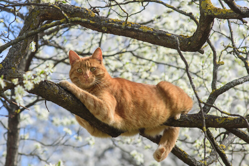 ¿Cómo ayudar a un gato que cayó desde un sitio alto?