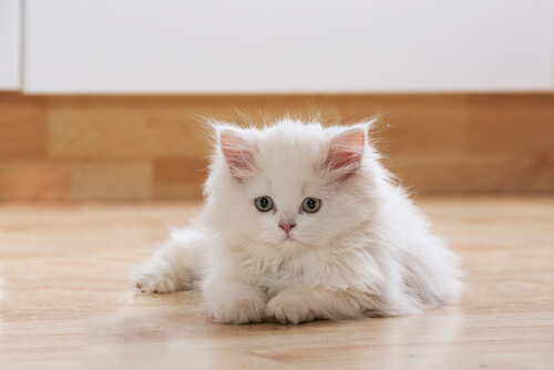 A white cat laying on the floor.