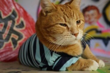 Los gatos youtuber más famosos