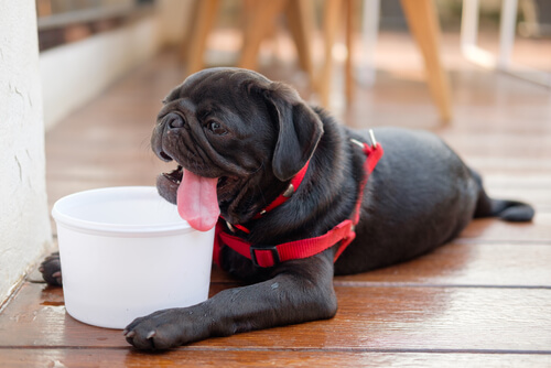 Golpes de calor en los perros: cómo prevenirlos