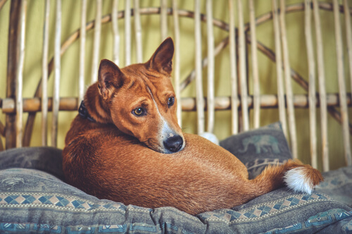 Insomnio en el perro: qué podemos hacer los dueños