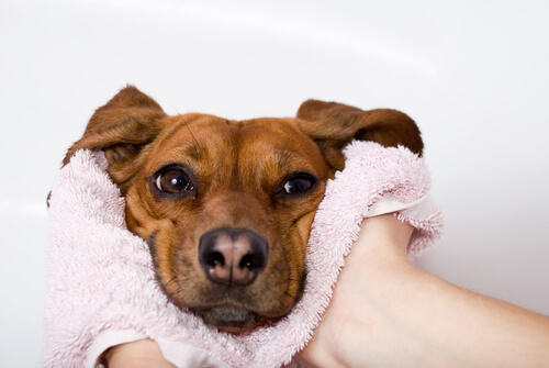 Cuándo la nariz seca es una alerta de enfermedad en los perros
