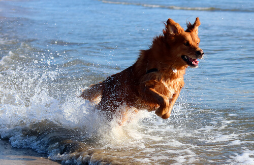 Llevar al perro a la playa: pasa el mejor día con tu amigo