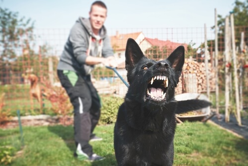 ¿Cómo educar un perro peligroso en potencia?