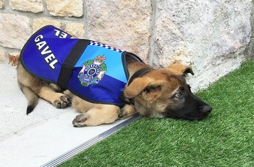 Gavel, un cachorro que no pudo ser policía por ser demasiado tierno