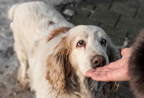 Perro que detecta el cáncer