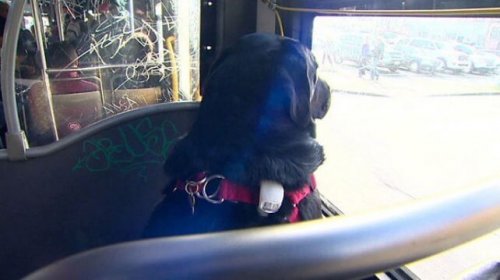 Perro solo en el autobus