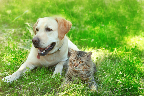 Las amistades más bonitas entre perro y gato