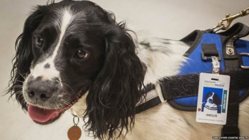 Conoce dos perritos que cazan superbacterias en un hospital canadiense