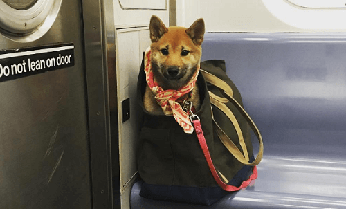 ¿Qué hacen los dueños para llevar a sus perros en el metro de Nueva York?