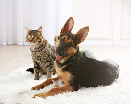 Perros y gatos: los mejores ejemplos de amistad