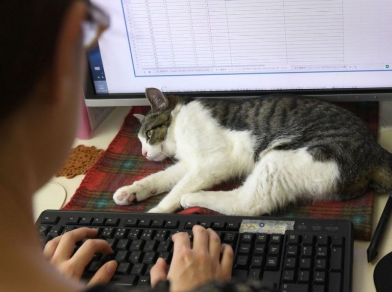 En Japón se da trabajo a los gatos