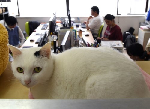 Gato blanco en la oficina