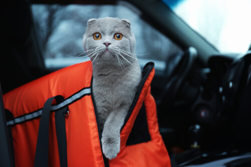 Precacuciones para viajar con tu mascota en coche