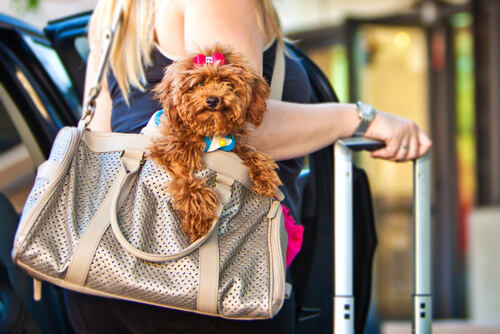 ¿Viajas con tu perro? ¡No te pierdas estas apps!