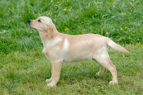 Perro en el parque