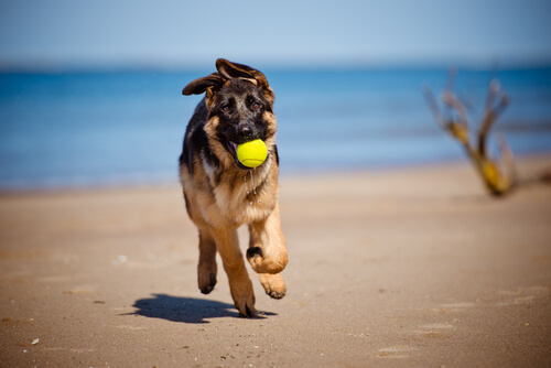 Perro corriendo por la playa con una pelota