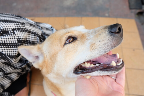 9 Tips para dejar nuestro perro cuando nos vamos de vacaciones