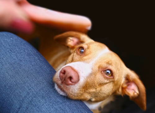 Perro apoyado en una persona